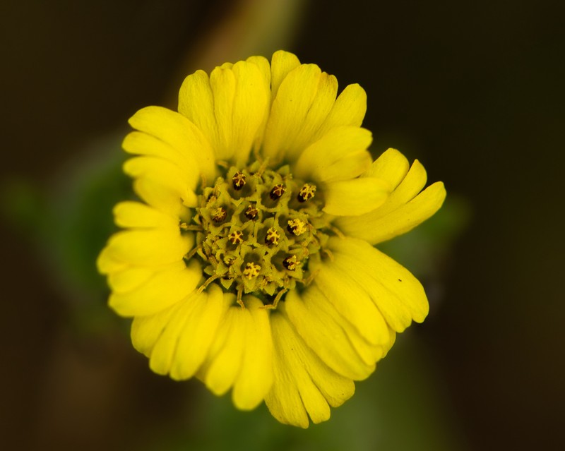 Madia chilensis photo 5