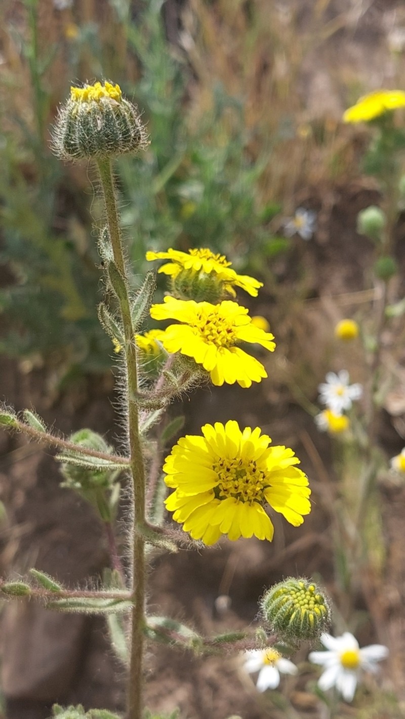 Madia chilensis photo 6
