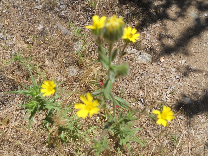 Madia chilensis photo 8