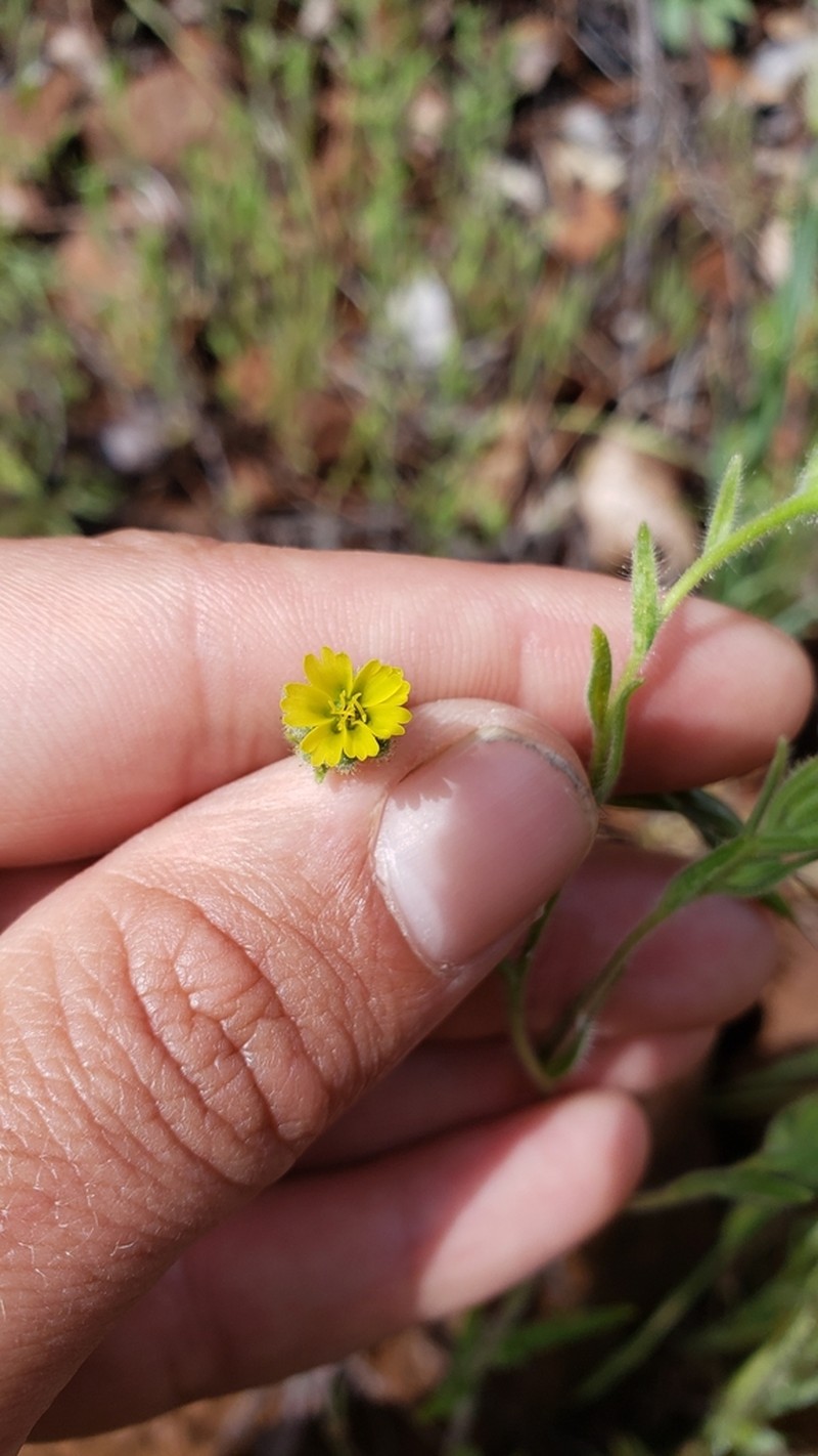 Shasta Tarweed photo 2