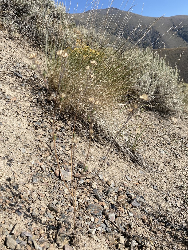 Shasta Tarweed photo 3