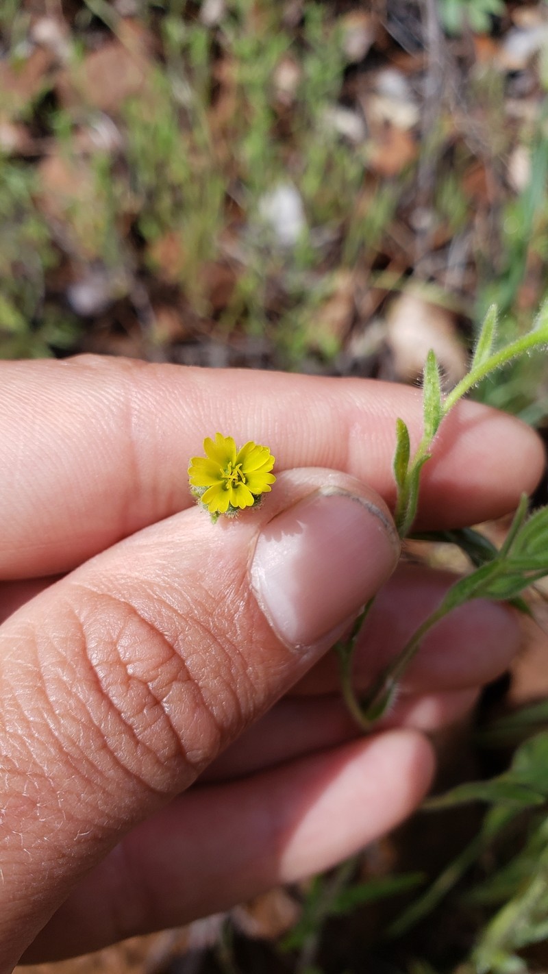 Shasta Tarweed photo 4