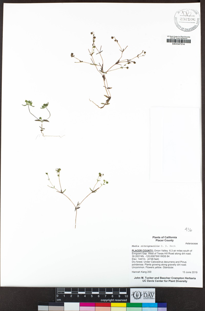 Shasta Tarweed photo 5