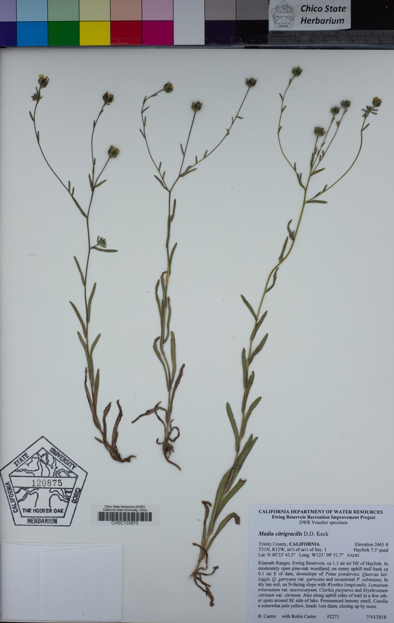 Shasta Tarweed photo 6