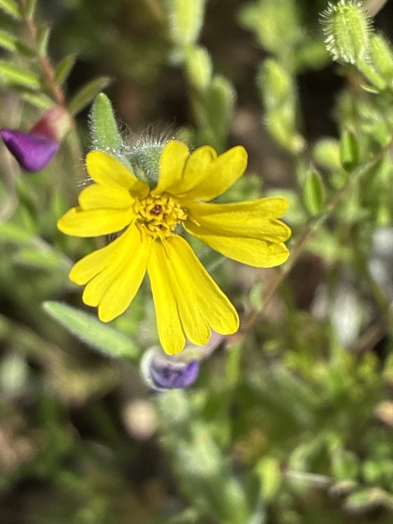 Lemonscented Madia photo 2