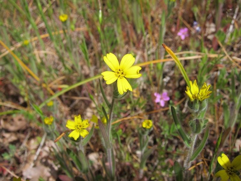 Lemonscented Madia photo 3