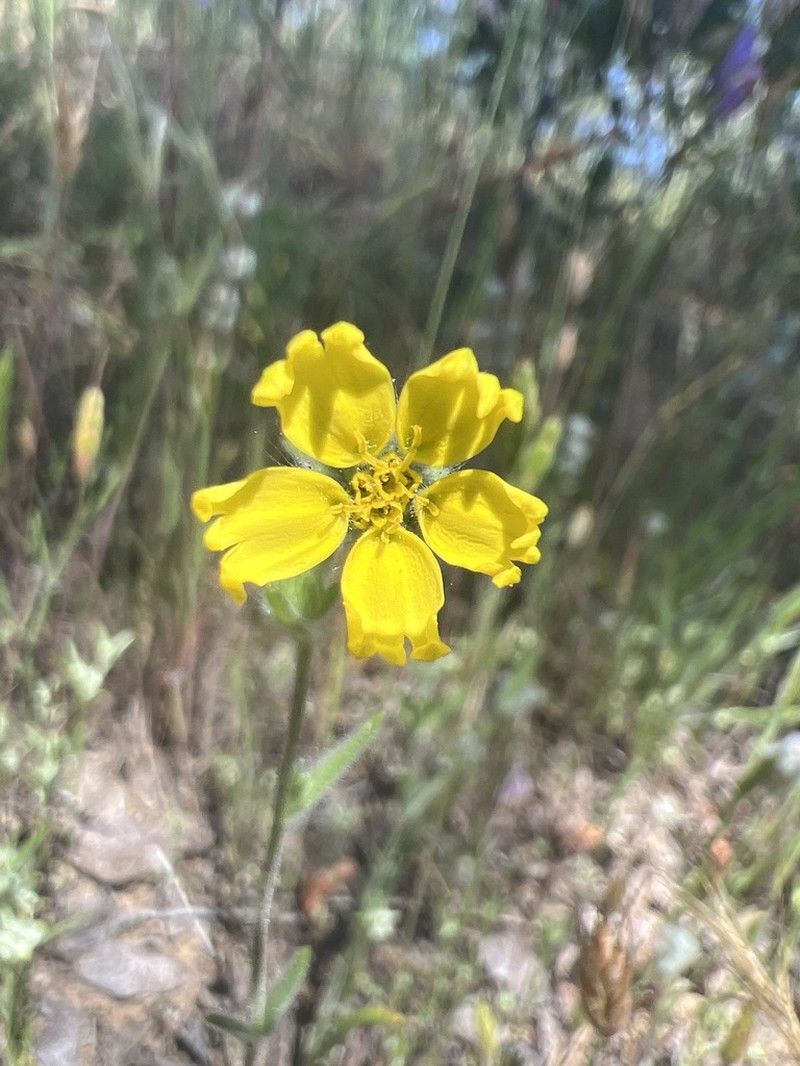 Lemonscented Madia photo 4