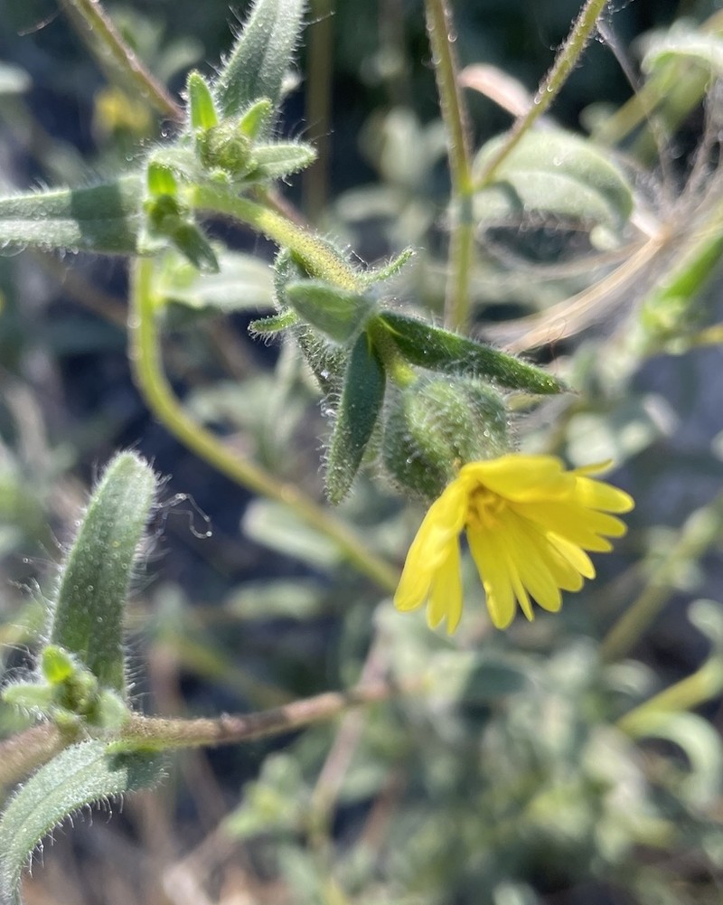 Lemonscented Madia photo 5