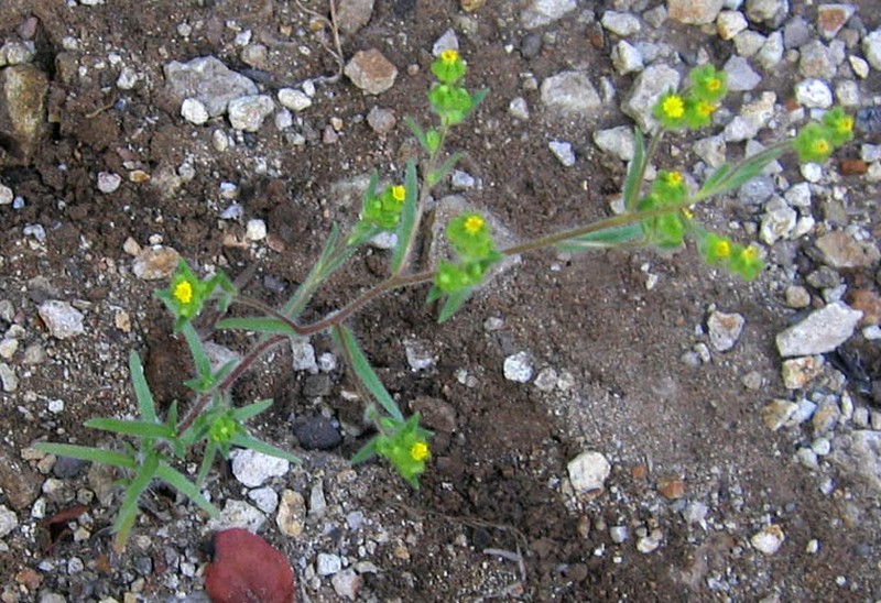 Small Tarweed