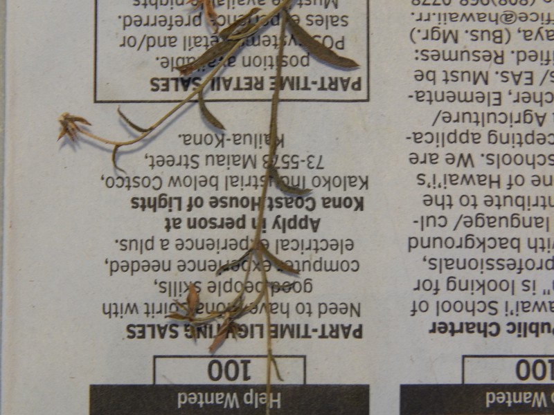 Small Tarweed photo 5