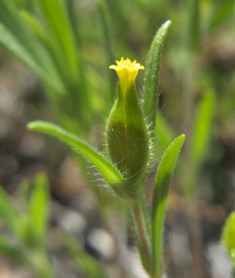 Small Tarweed photo 2