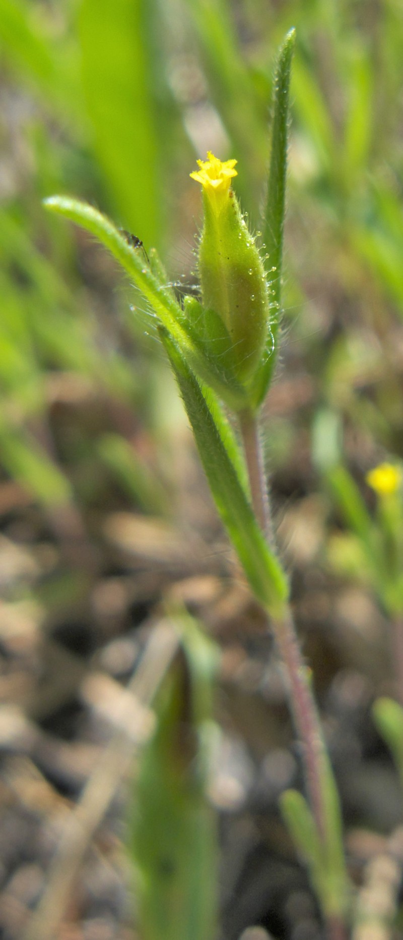 Small Tarweed photo 3