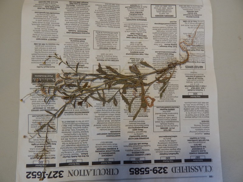 Small Tarweed photo 4