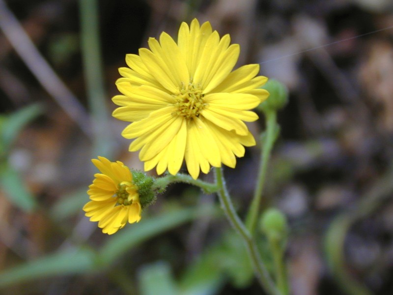 Common Madia photo 5