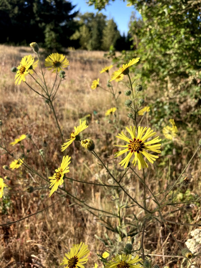 Common Madia photo 3