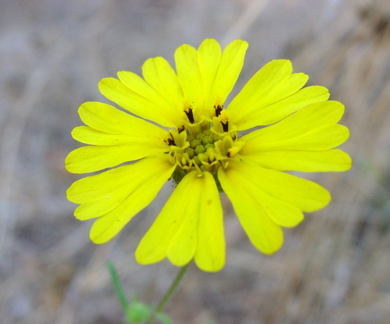 Common Madia photo 4
