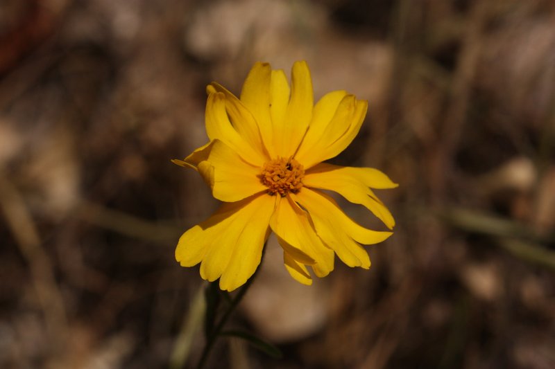 Common Madia photo 6