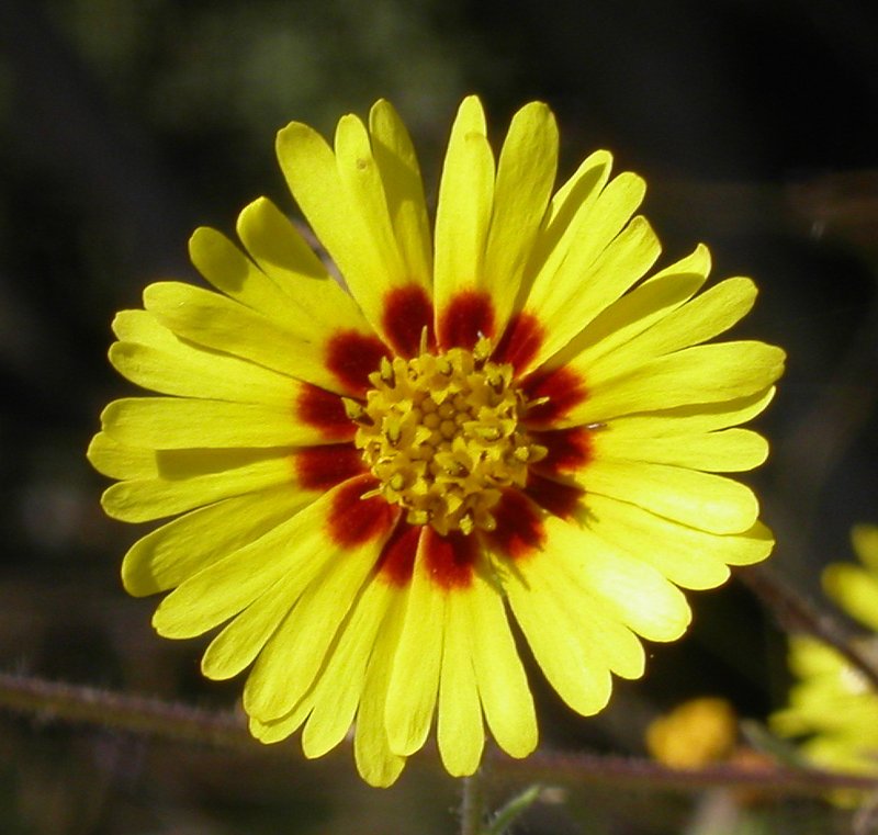 Common Madia photo 7