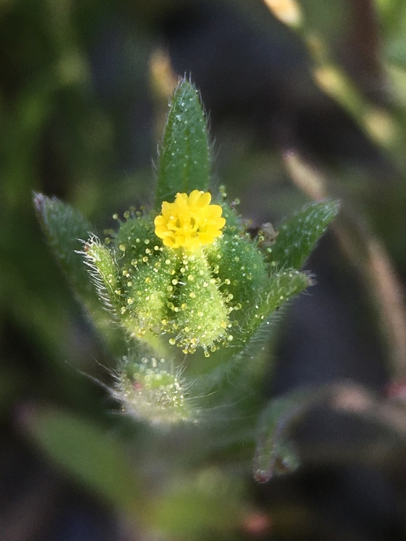Small Tarweed photo 3