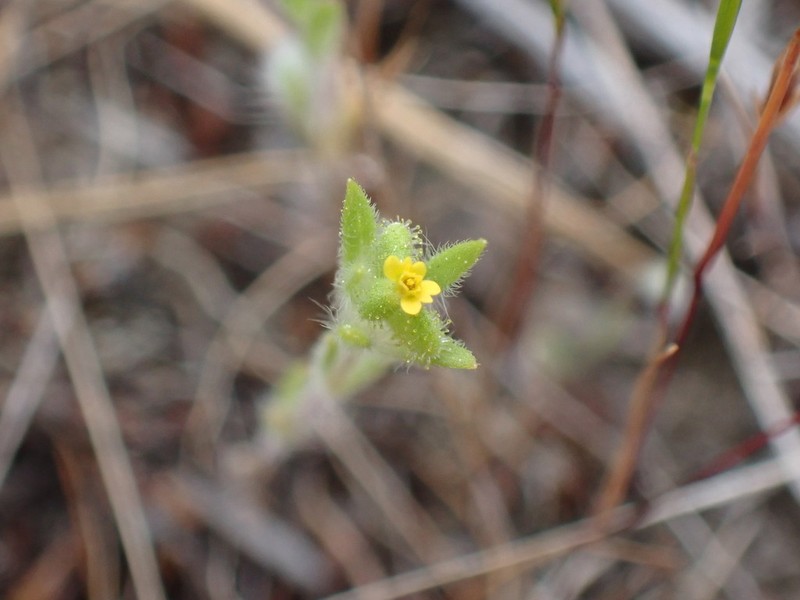 Small Tarweed photo 4