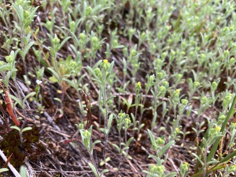 Small Tarweed photo 5