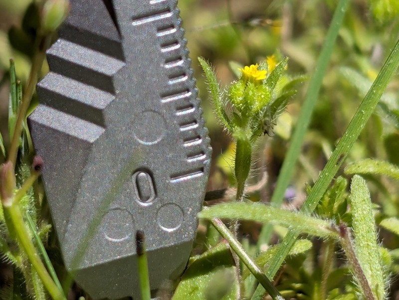 Small Tarweed photo 6