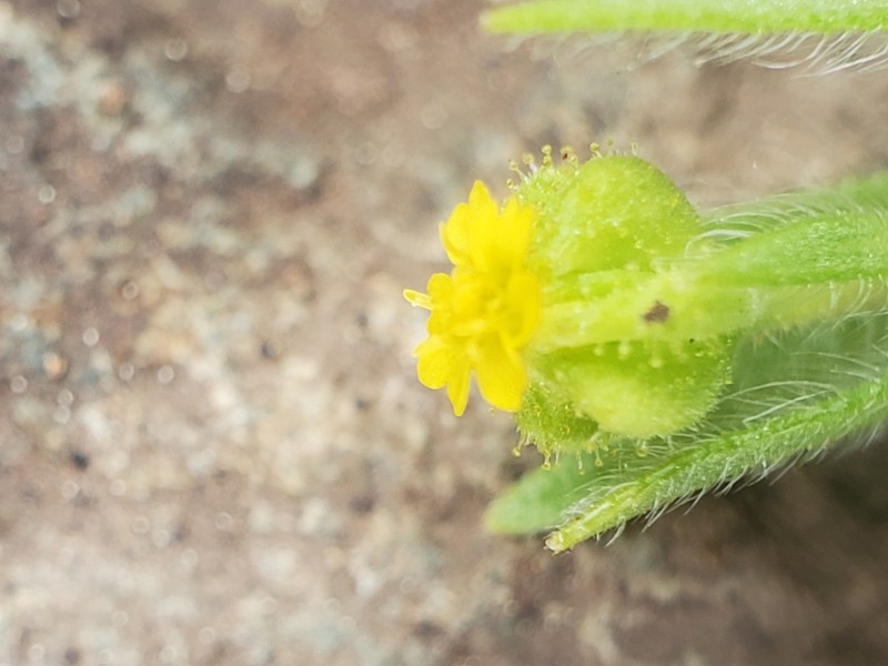 Small Tarweed photo 7