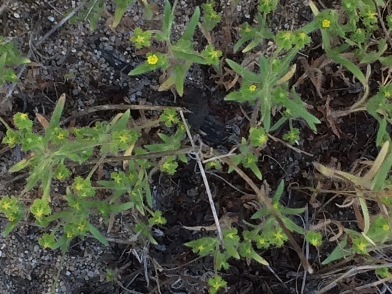 Small Tarweed photo 8