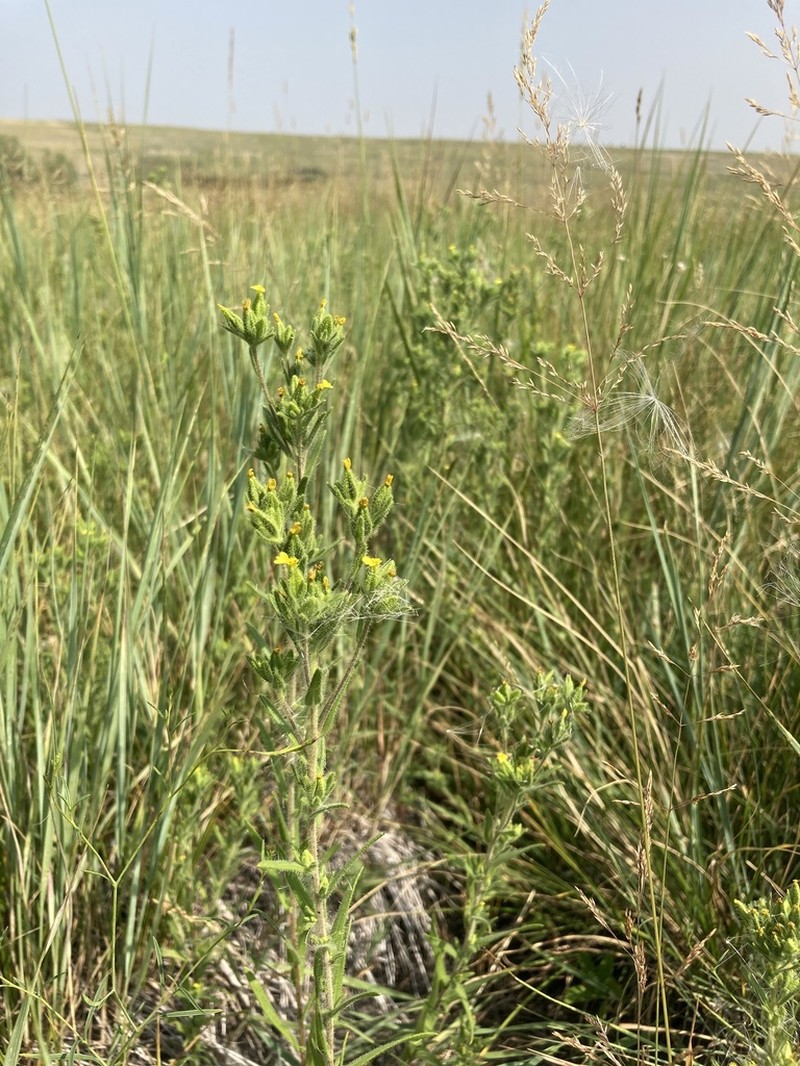 Mountain Tarweed photo 2
