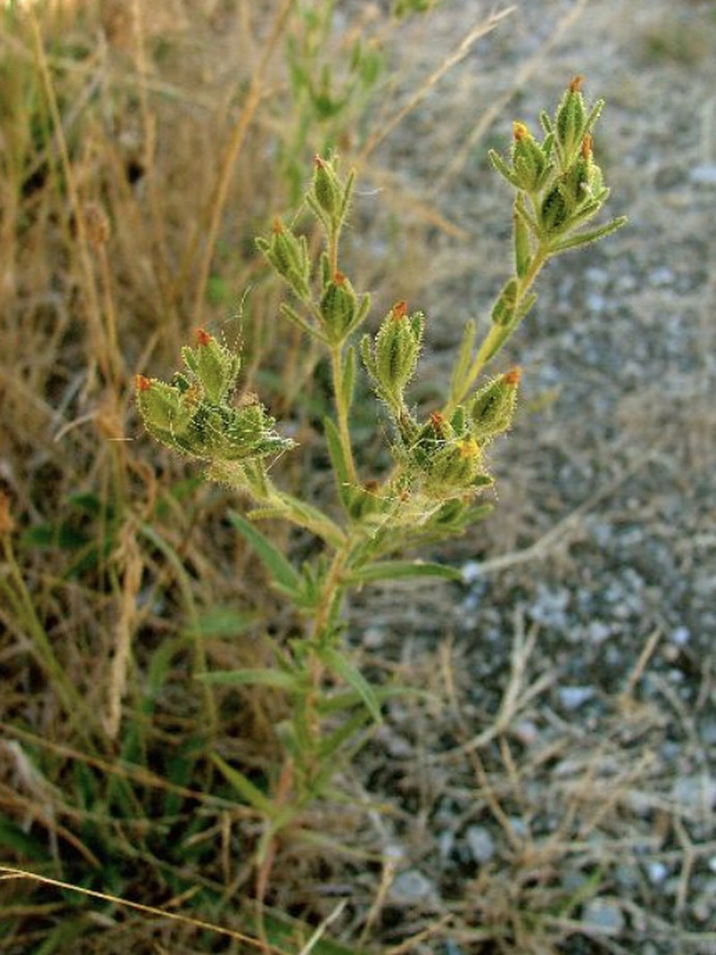 Mountain Tarweed photo 3