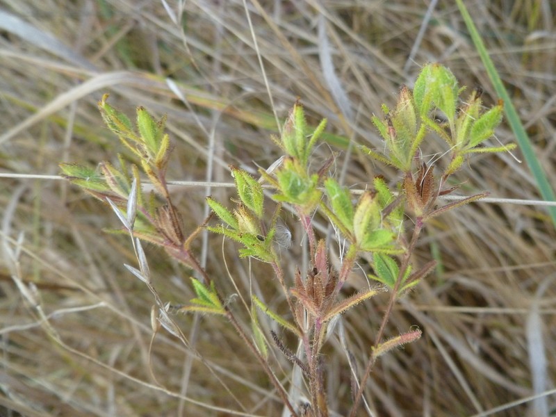 Mountain Tarweed photo 4