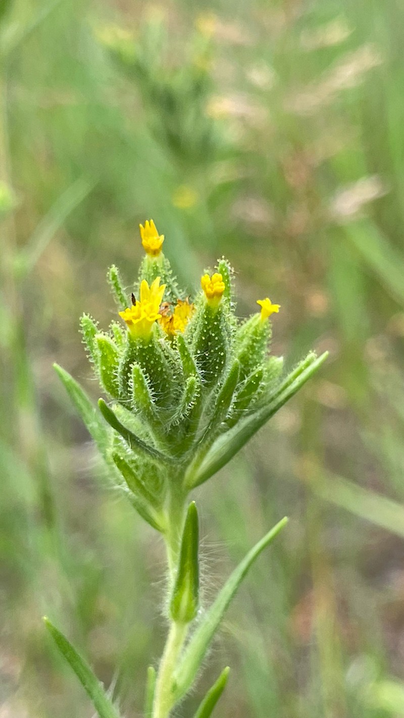 Mountain Tarweed photo 5