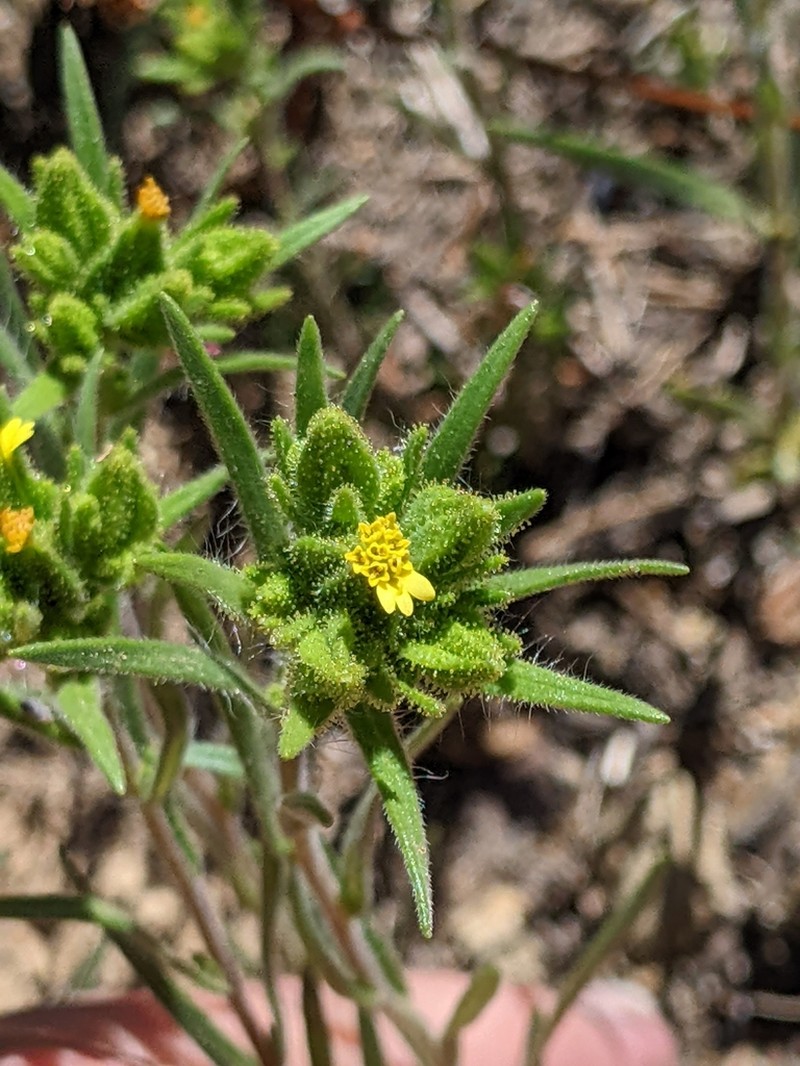 Mountain Tarweed photo 6