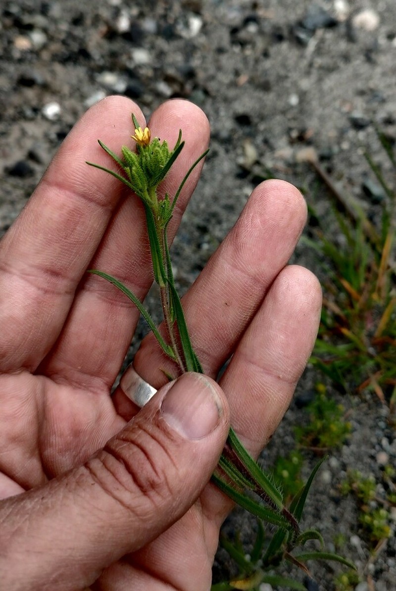 Mountain Tarweed photo 7