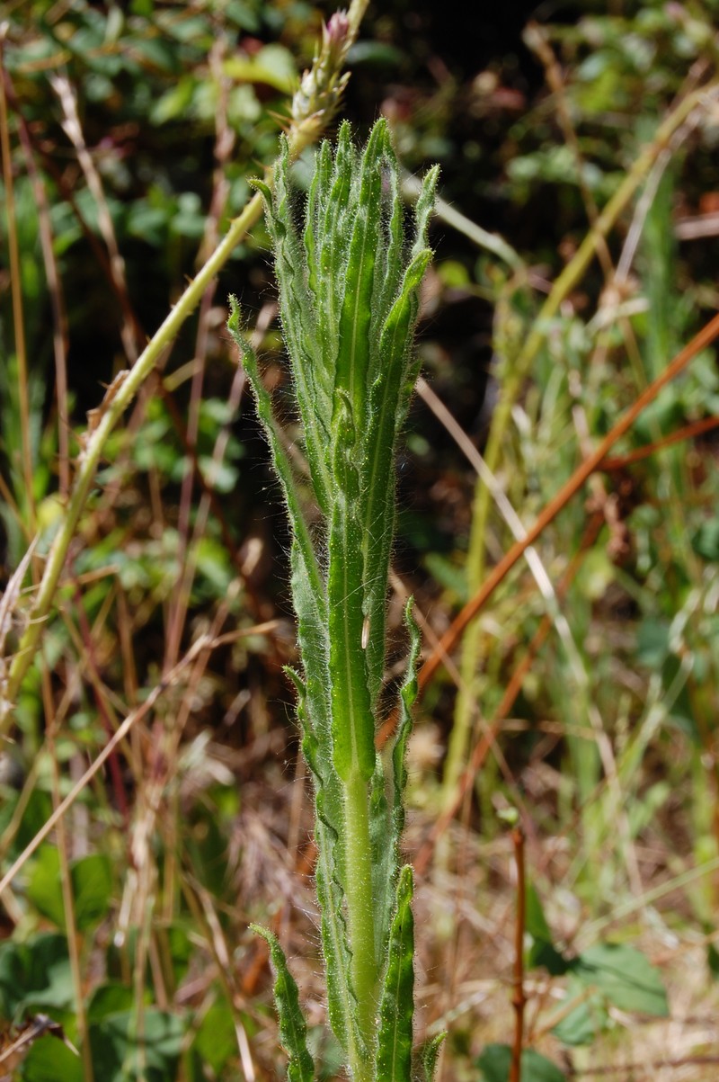 Grassy Tarweed photo 5