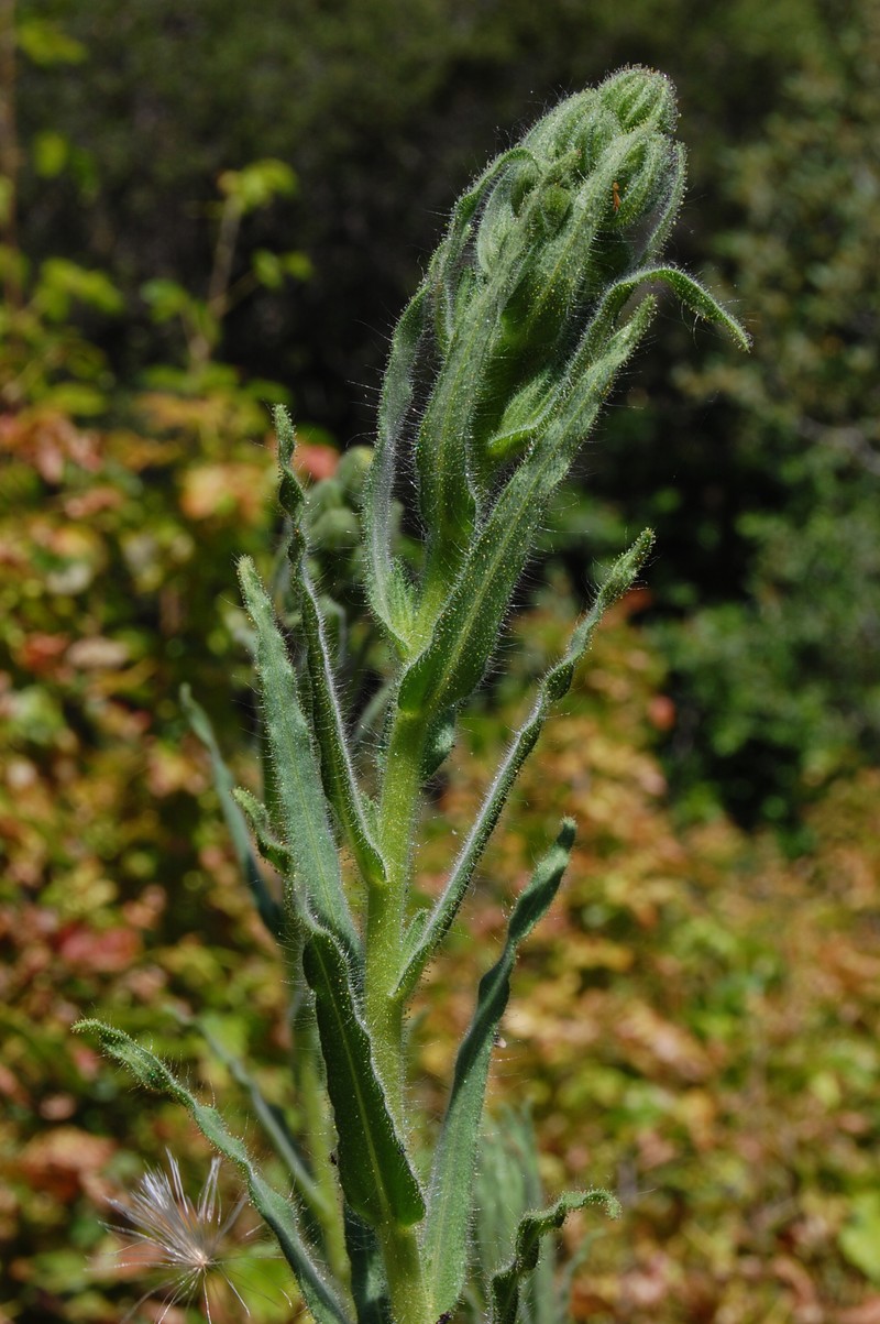 Grassy Tarweed photo 2