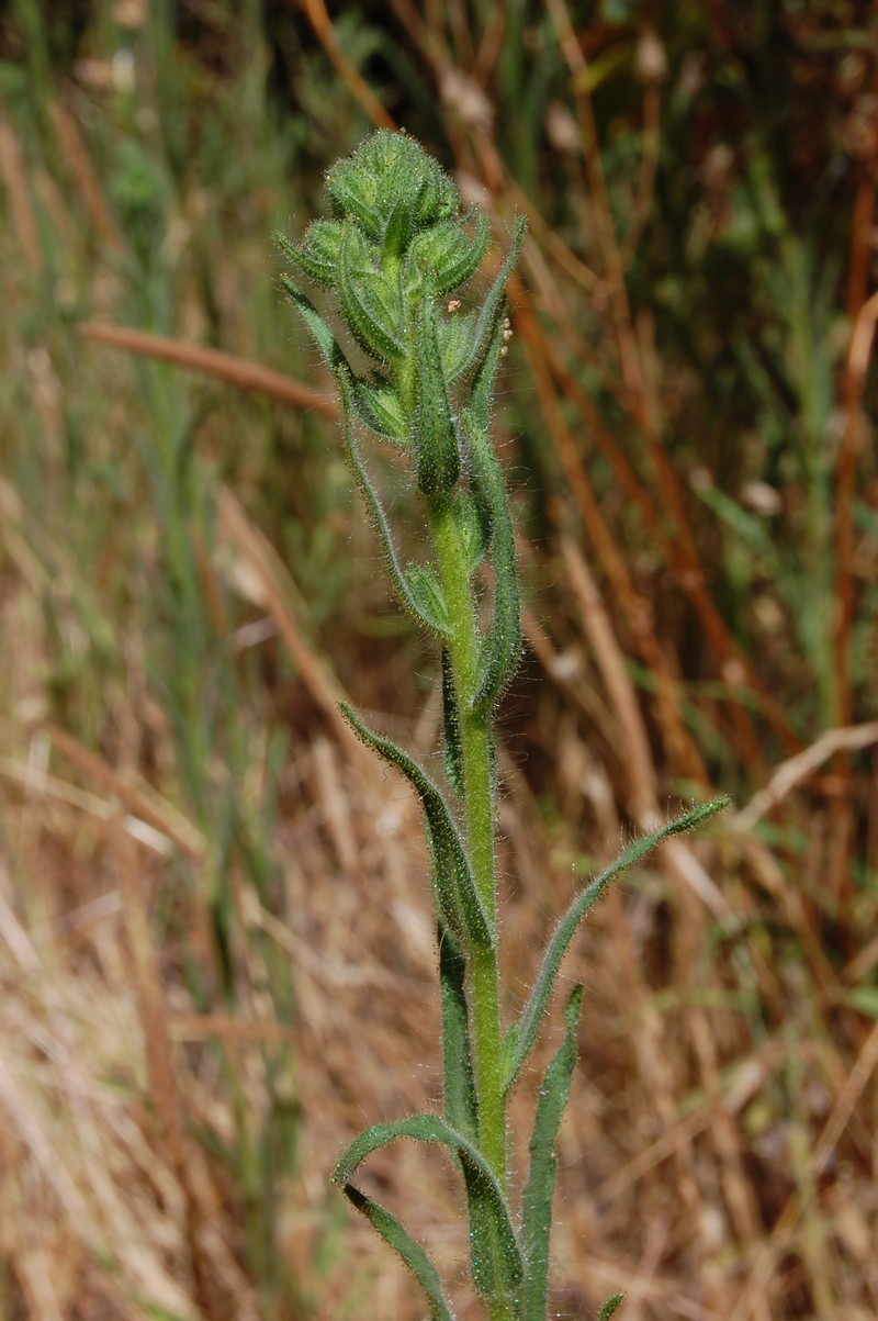 Grassy Tarweed photo 3