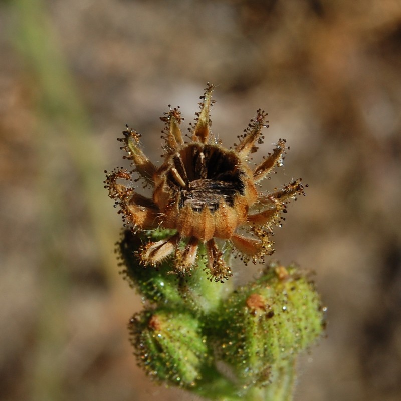 Grassy Tarweed photo 4