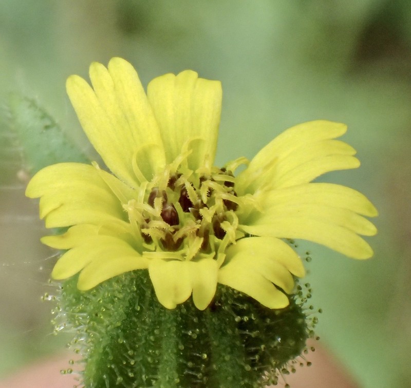 Grassy Tarweed photo 2