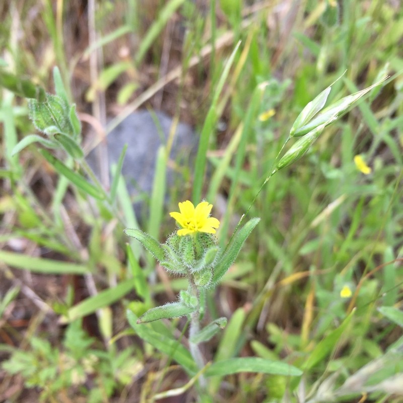 Grassy Tarweed photo 3