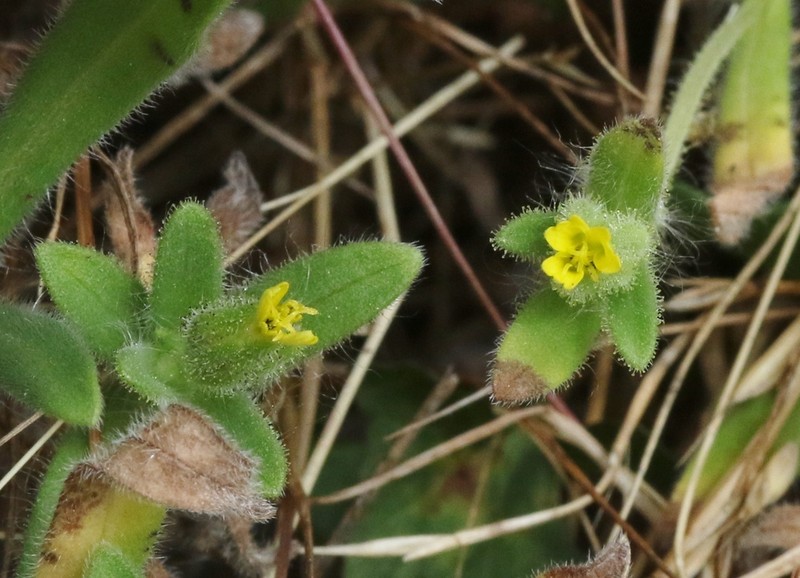 Grassy Tarweed photo 4