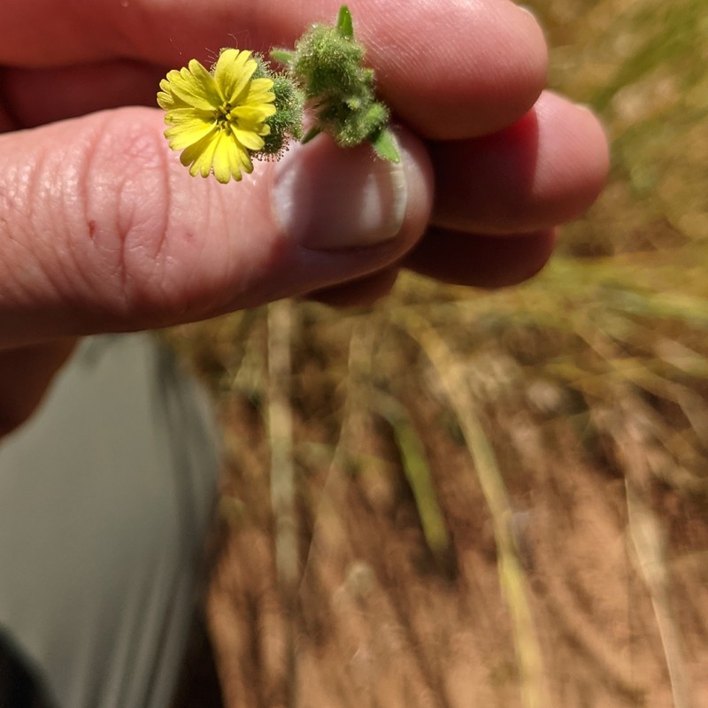 Grassy Tarweed photo 5