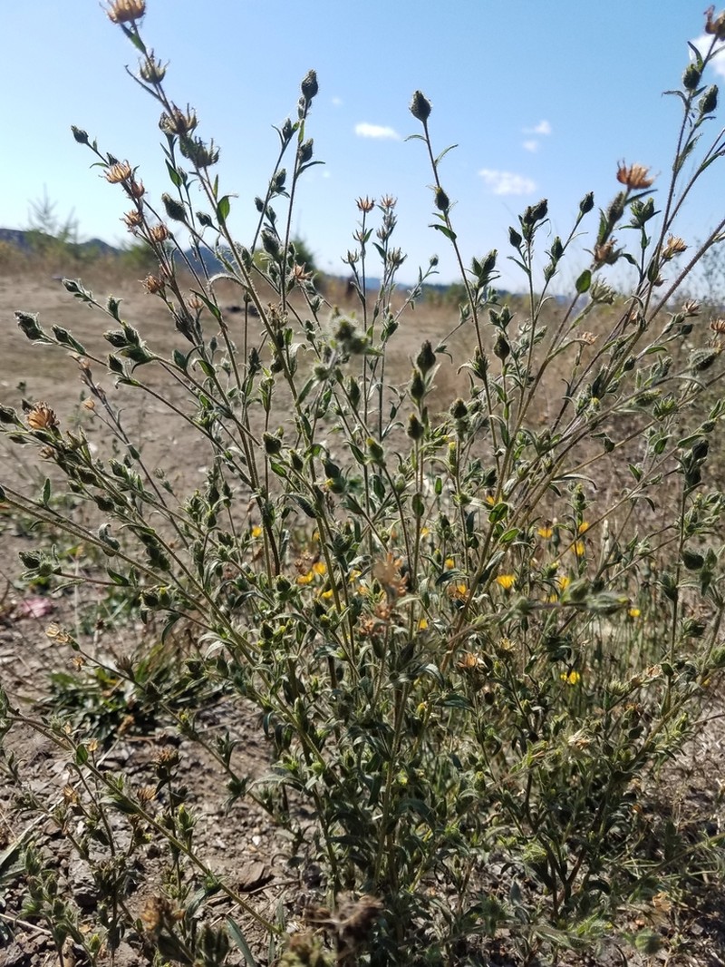 Grassy Tarweed photo 6