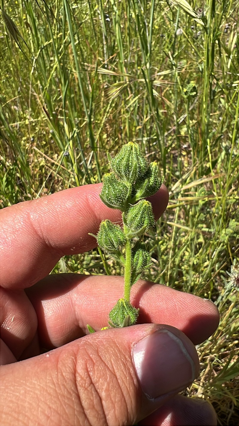 Grassy Tarweed photo 7