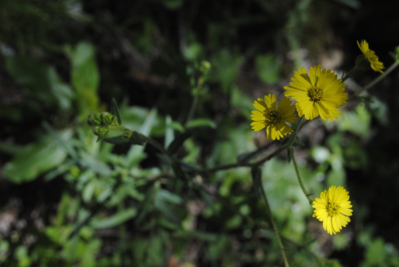 Woodland Madia photo 2