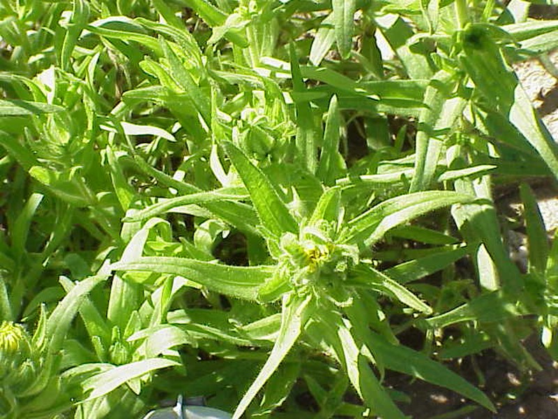 Coast Tarweed photo 5