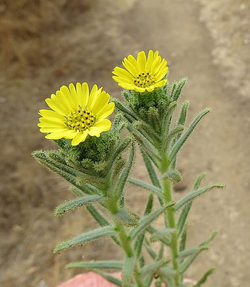 Coast Tarweed photo 6