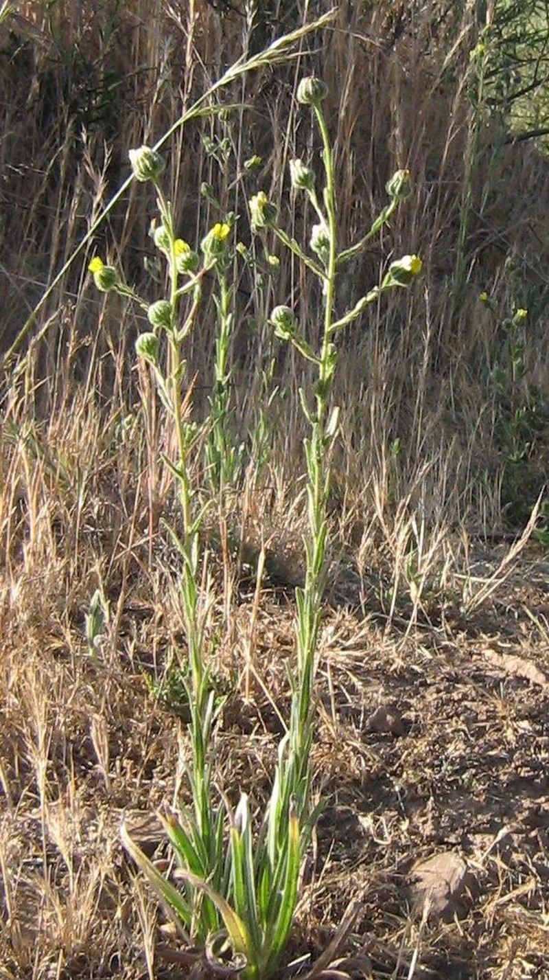 Coast Tarweed photo 2