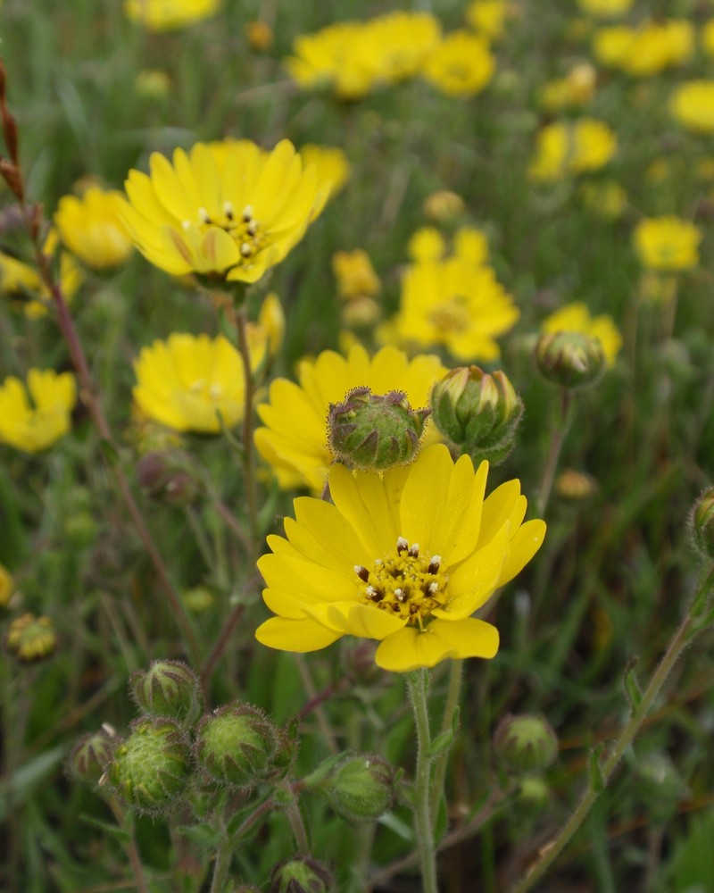 Coast Tarweed photo 4
