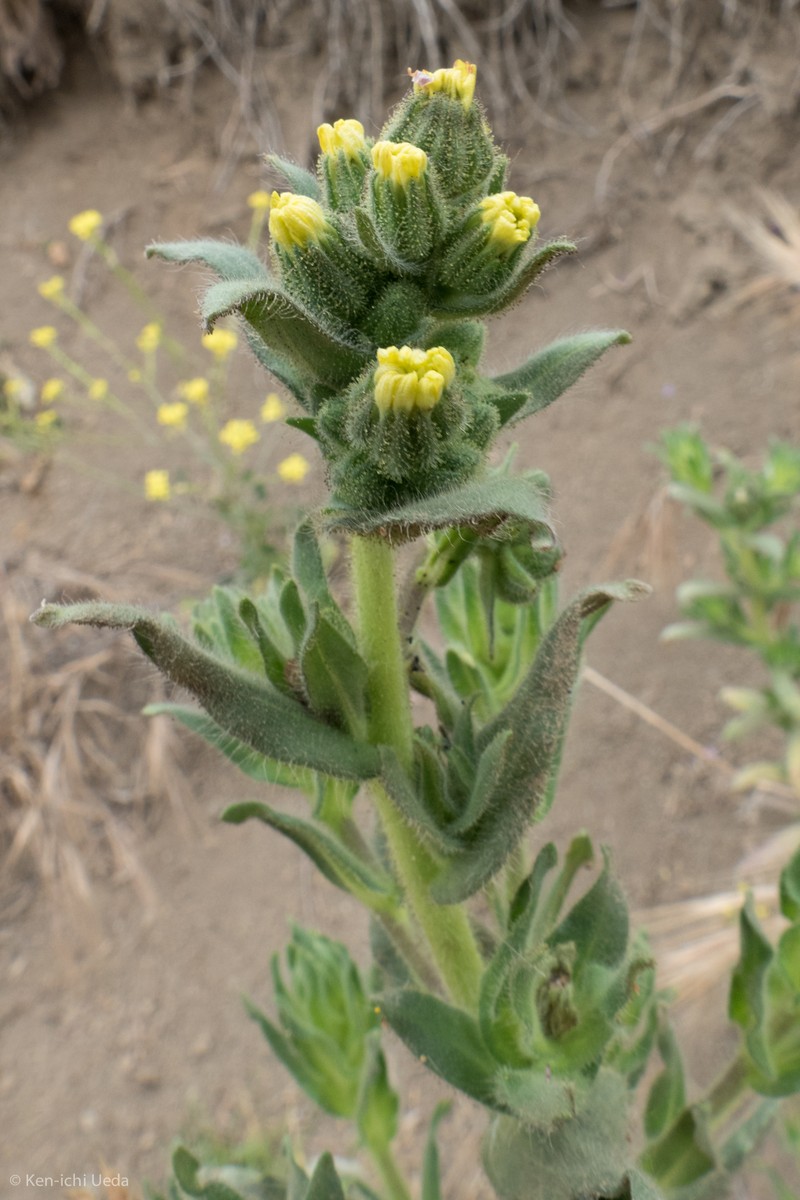Coast Tarweed